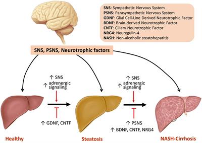 Hepatic Autonomic Nervous System and Neurotrophic Factors Regulate the Pathogenesis and Progression of Non-alcoholic Fatty Liver Disease